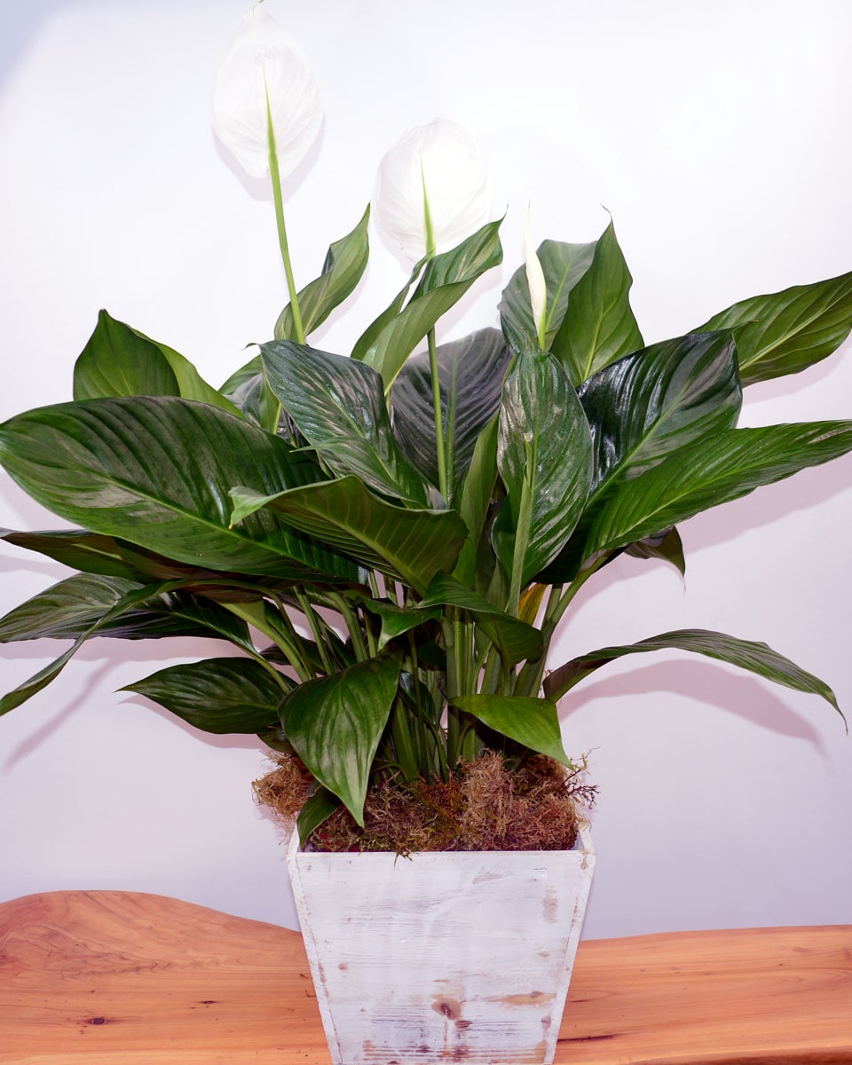 Spathiphyllum Plant Deluxe- 8 inch Pot This floor-sized plant with its shiny dark green leaves produces striking white lily-like flowers all year. Perfect for home or office.
DELIVERY: Every order is hand-delivered direct to the recipient. These items will be delivered by us locally, or a qualified retail local florist.