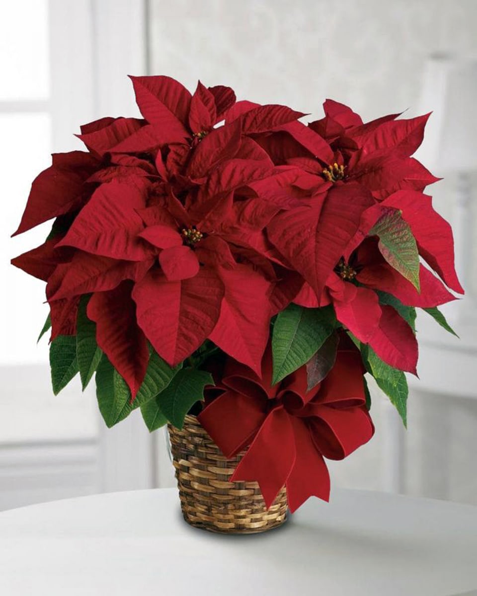 Red Poinsettia Standard (6 inch Pot) The perfect plant to say 