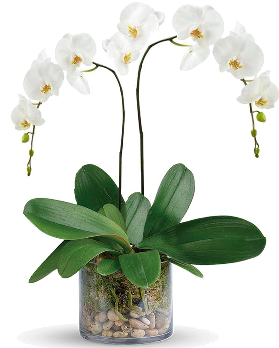 Double Spiked White Phalaenopsis Orchid Plant Standard-Double Spiked  A Beautiful Double Spiked White Phalaenopsis Orchid Plant in a clear glass cylinder that is accentuated with Black River Rock and Moss. 

DELIVERY: Every order is hand-delivered direct to the recipient. These items will be delivered by us locally, or a qualified, retail, local florist.