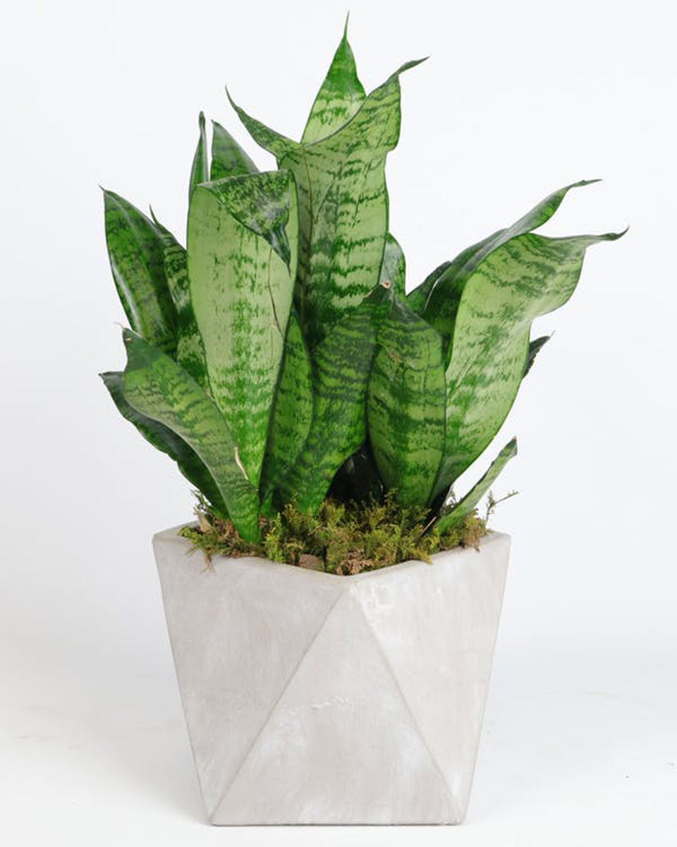 Sansevieria Geometricus Standard- 6 in This plant is PERFECT for someone who is 