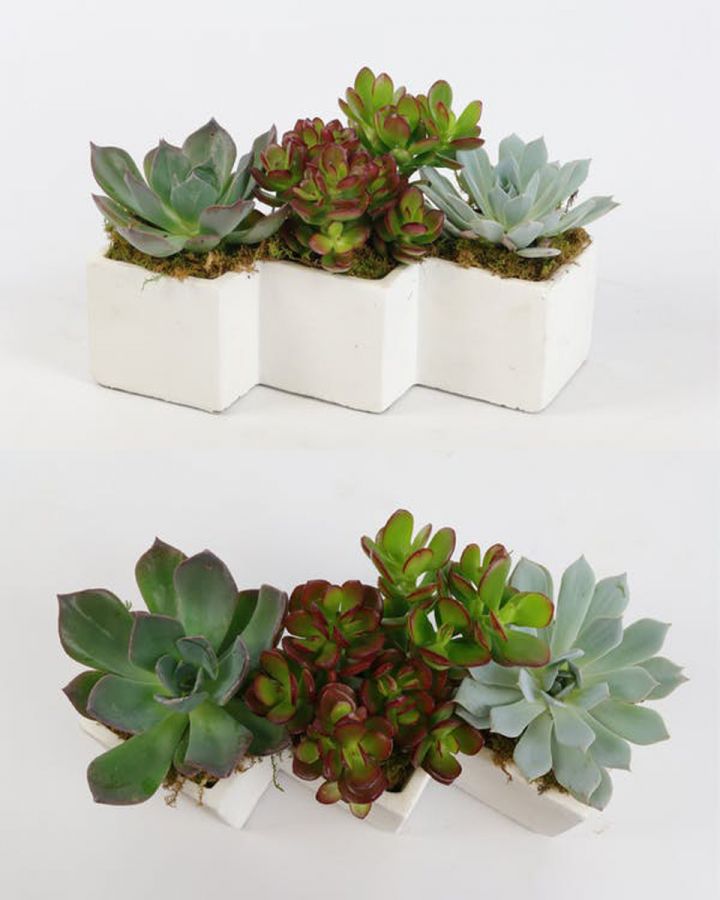 Zig Zag Succulents Zig Zag Succulents A trio of locally grown California succulents are presented in a zig-zag white ceramic container, making it the perfect way to bring some interest to any room or office.  Approximately 16