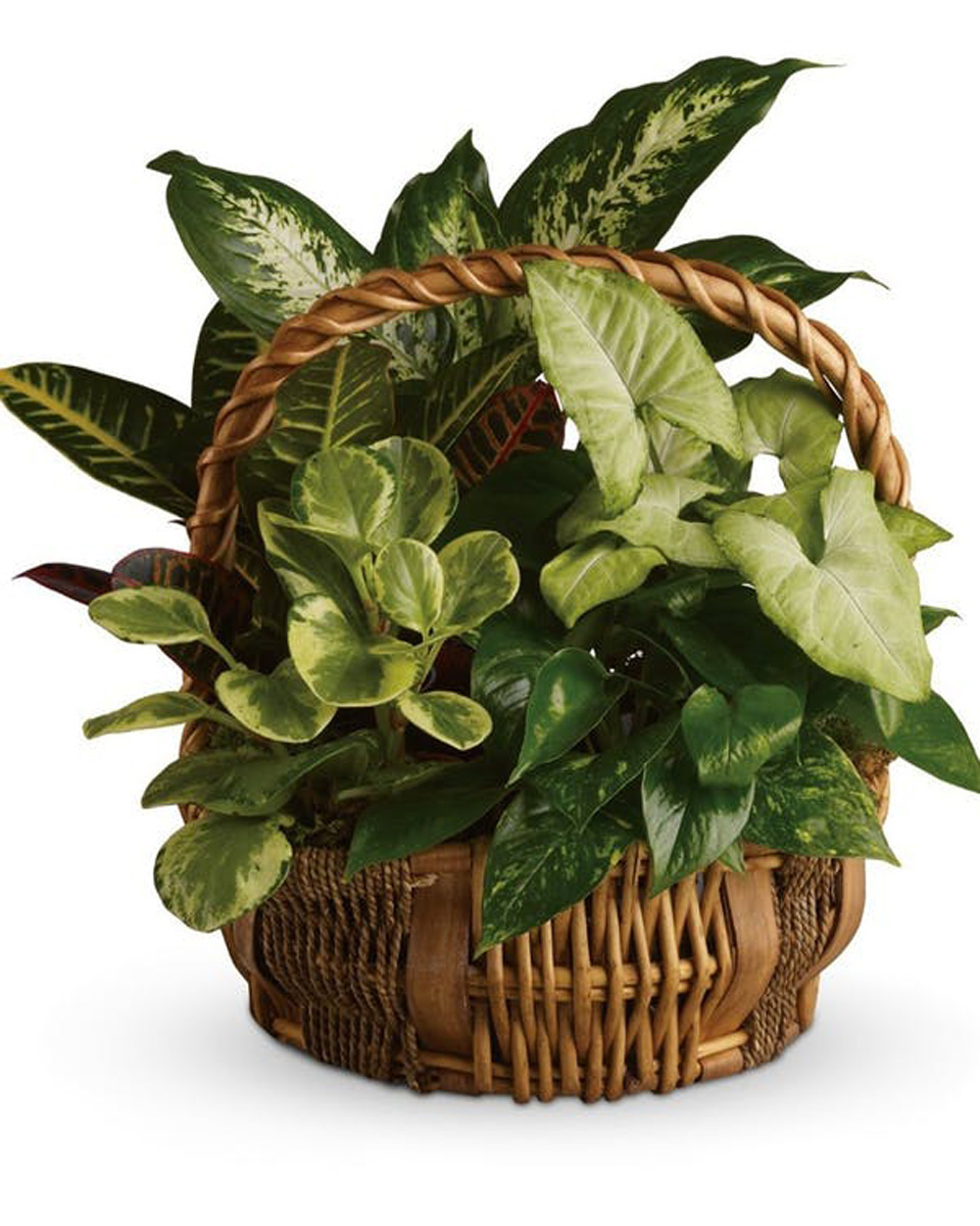 Emerald Basket Garden Standard Assorted green plants (dieffenbachia, nephytus philodendron,pothos philodendron, croton, variegated jade) are delivered in a delightful round wicker basket. Approximately 15 1/2
