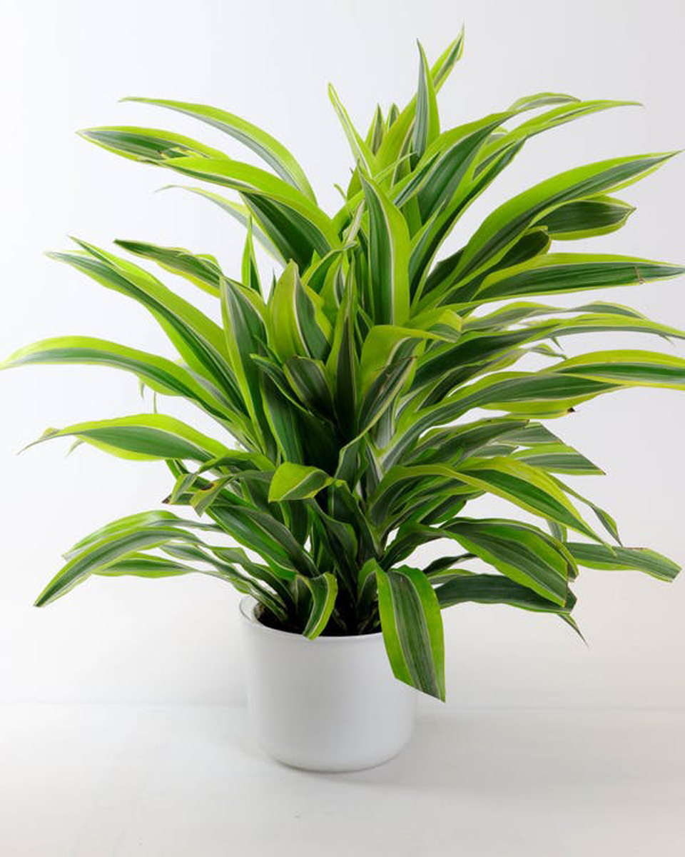 Lemon Lime Dracena Deluxe-8 inch pot This beautiful lemon-lime dracaena is easy to care for and the perfect addition to any home or office.
The plant is presented in your choice of a ceramic pot or a rustic wood cube.
DELIVERY: Every order is hand-delivered direct to the recipient. These items will be delivered by us locally, or a qualified, retail, local florist.


