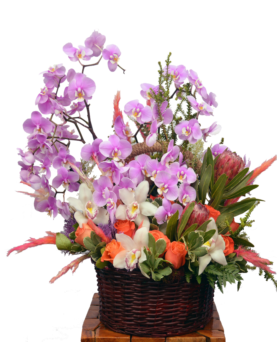 Phalaenopsistic Standard An abundance of phalaenopsis orchids, roses, cymbidium orchids and protea are exqusitively crafted into this basket arrangement.
DELIVERY: Every order is hand-delivered direct to the recipient. This item is only deliverable to local areas serviced by Allen’s Flower Market Stores. 
