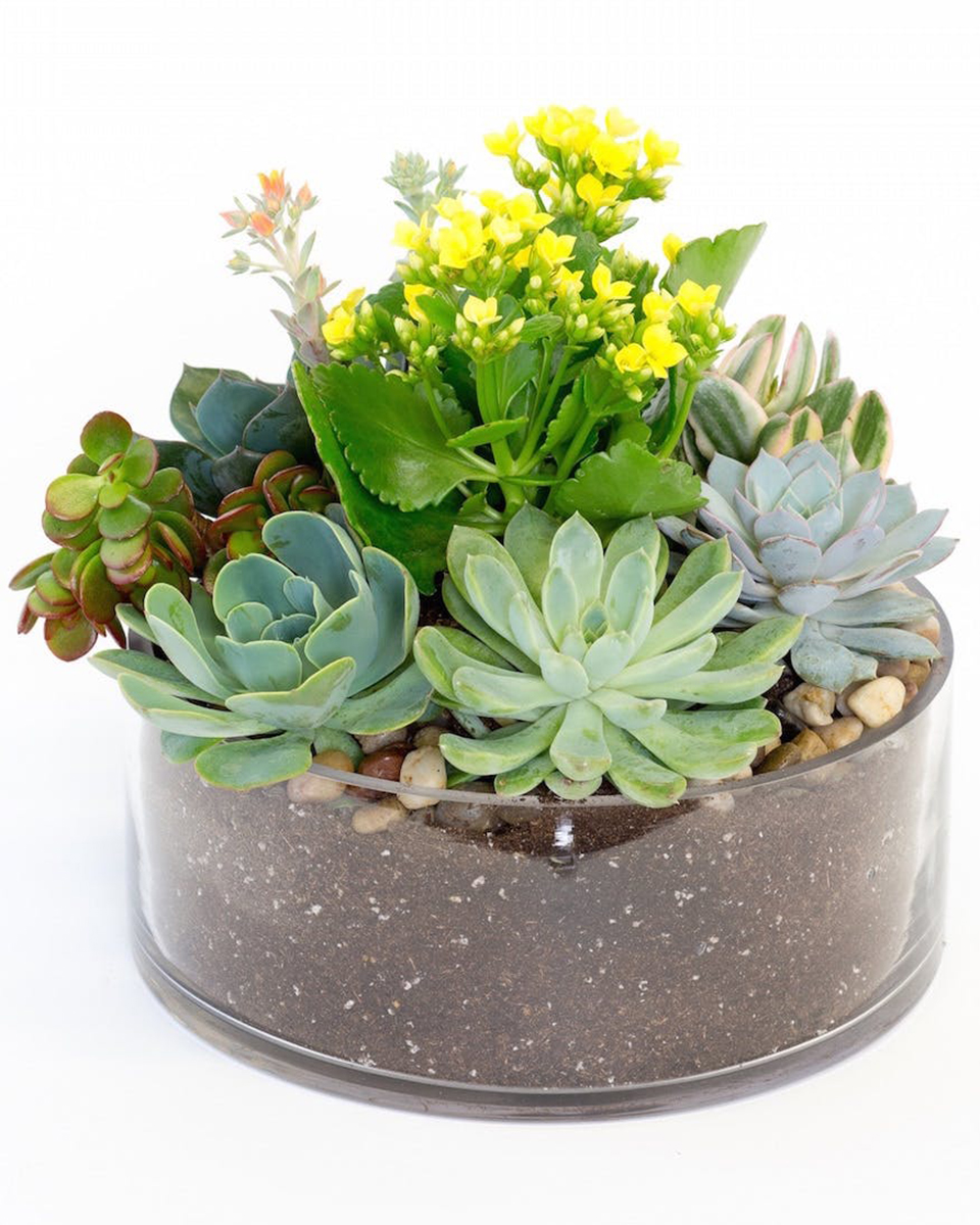 Succulent Splendor Standard Stylish succulents locally grown in California are mixed along lasting, vibrant kalanchoe and presented in a circular glass vase.  Approximately 11