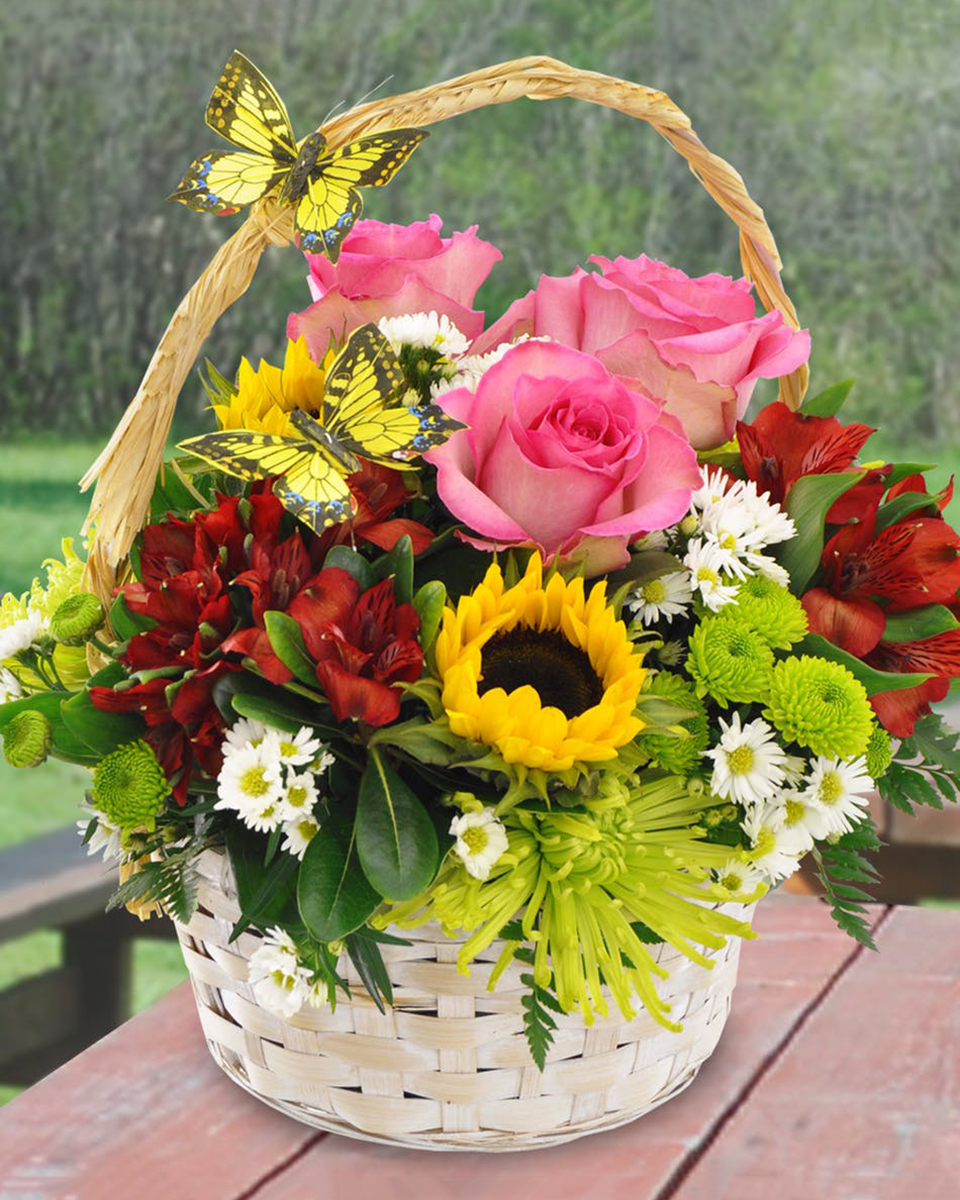 Canasta Primavera Canasta Primavera-Standard Sunflowers, Alstroemaria, Green Pom Pons, Green Spider Mums, Roses, and Monte Casino are crafted into a White Handle Basket that is accentuated with Butterflies.
DELIVERY: Every order is hand-delivered direct to the recipient. These items will be delivered by us locally, or a qualified retail local florist.