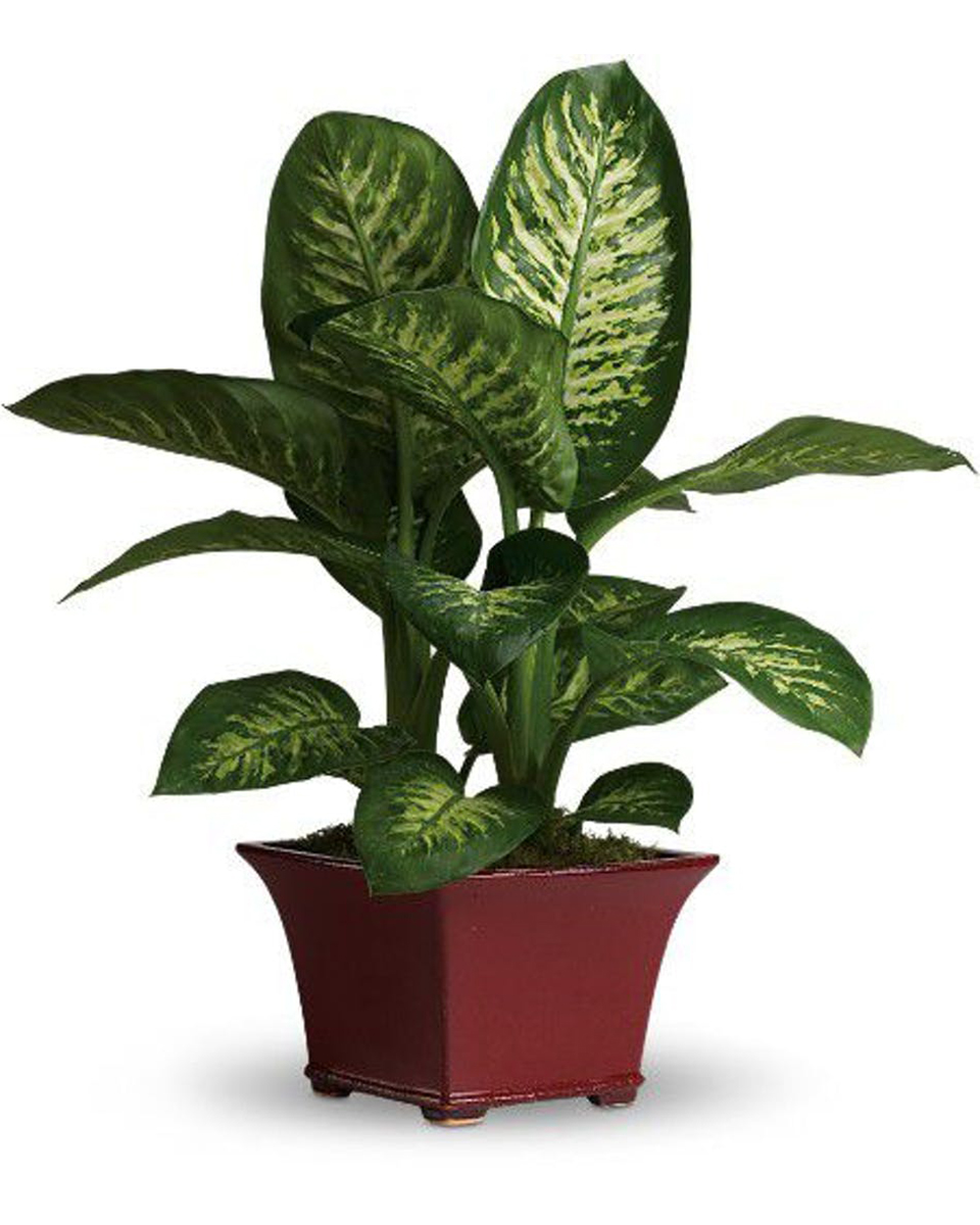 Dieffenbachia Plant Deluxe (8 inch pot)  6 inch Dieffenbachia plant in a Rustique Wodden Cube.
DELIVERY: Every order is hand-delivered direct to the recipient. These items will be delivered by us locally, or a qualified retail local florist.