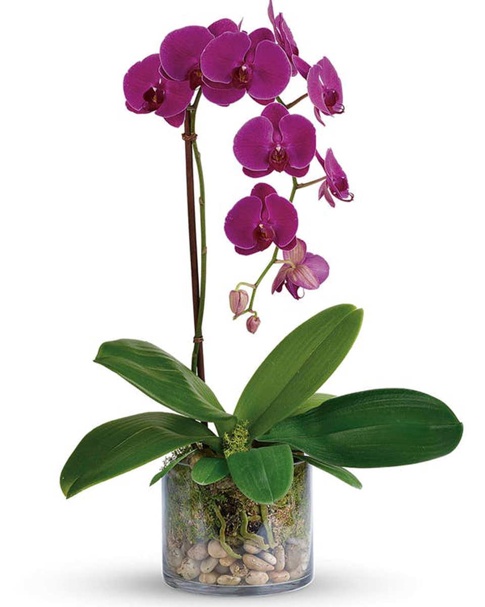Purple Phalaenopsis Orchid Plant Standard (Single Spiked) A Beautiful,  Double Spike Purple Philanopsis Orchid Plant  in a clear glass cube that is accentuated with black River Rock and moss.
DELIVERY: Every order is hand-delivered direct to the recipient. These items will be delivered by us locally, or a qualified retail local florist.