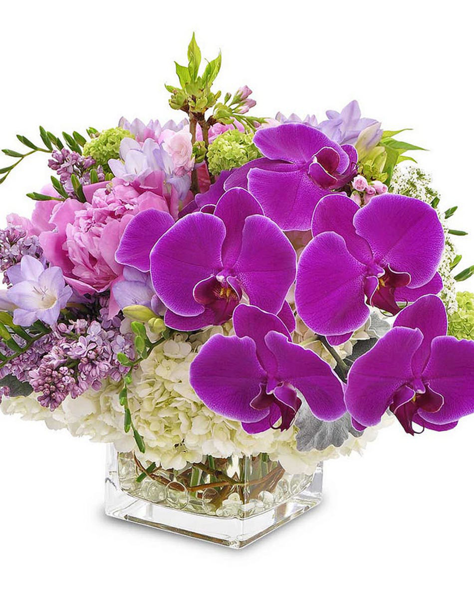 Orchid Grotto Standard Beautiful Phalaenopsis Orchids highlight this Hydrangea dominant cube arrangement.
DELIVERY: Every order is hand-delivered direct to the recipient. These items will be delivered by us locally, or a qualified retail local florist.