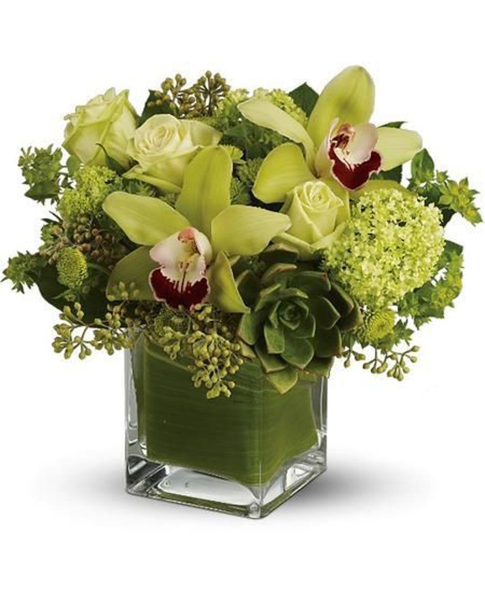 Gaelic Green Gaelic Green-Standard (4 x 4 cube) The green abundance of the rainforest is captured in this lovely bouquet brimming with exotic green cymbidium orchids,green roses, and premium green hydrangea and foliage. Artfully arranged in a glass cube vase.
DELIVERY: Every order is hand-delivered direct to the recipient. These items will be delivered by us locally, or a qualified retail local florist.