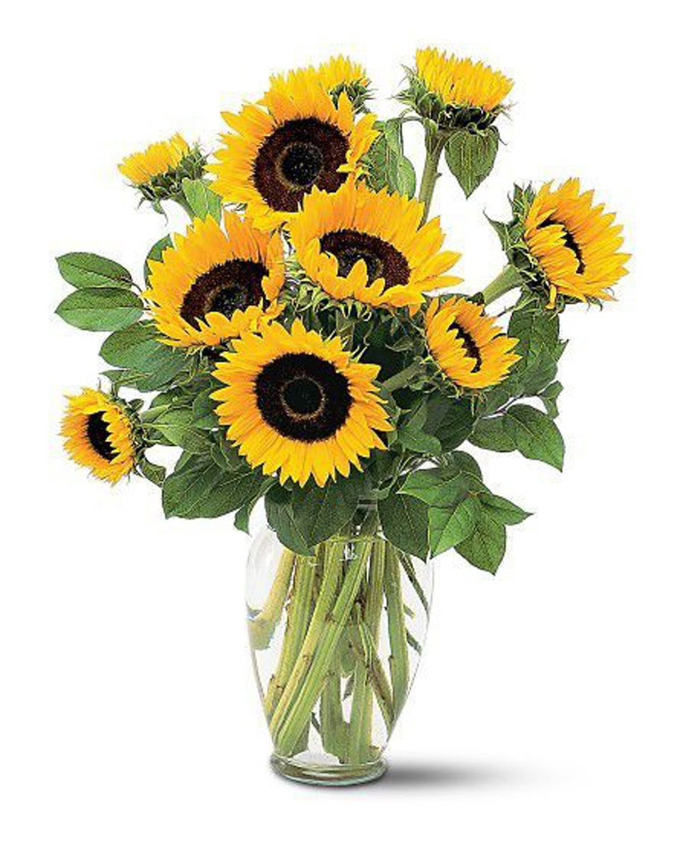 Sunny Sunflowers Standard -10 Stems Sunflowers are delivered in a clear glass vase. Approximately 17