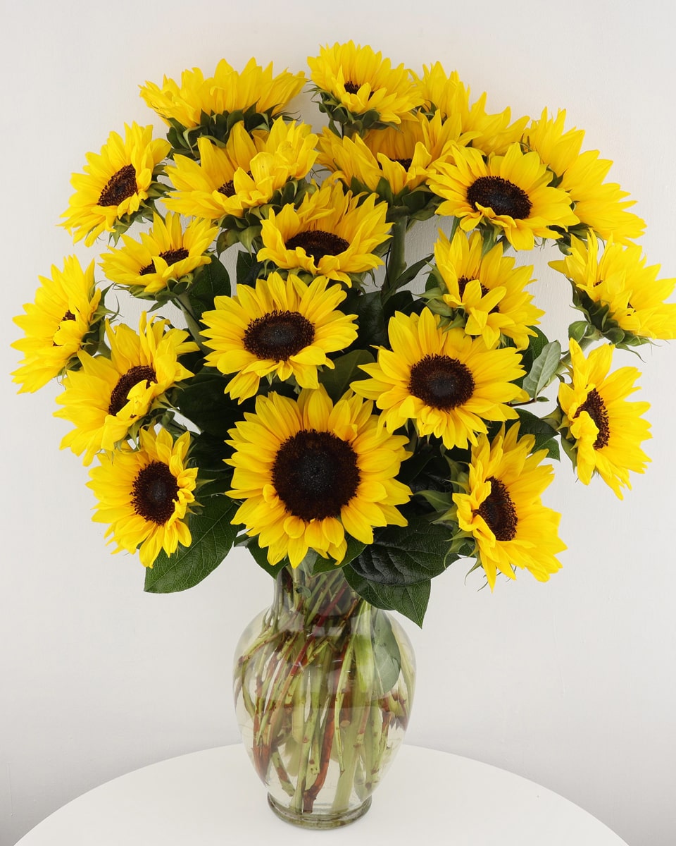 Sunny Sunflowers Premium-20 Stems Sunflowers are delivered in a clear glass vase. Approximately 17