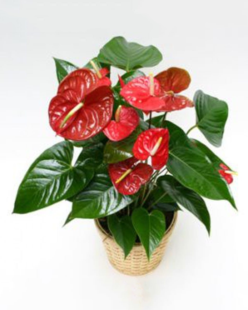 Anthurium Plant Standard-6 inch Anthurium plant that is placed in a ceramic Pot.
DELIVERY: Every order is hand-delivered direct to the recipient. These items will be delivered by us locally, or a qualified retail local florist.