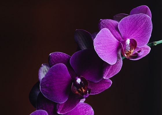 Orchid plants