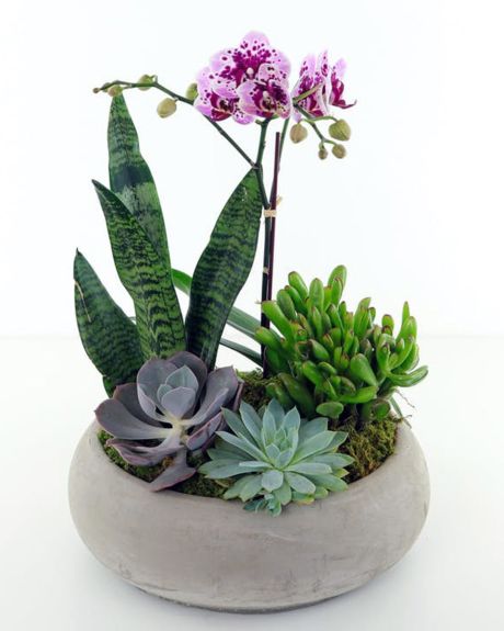Orchids and Succulents-exotic Phalaenopsis orchids and succulents are crafted into a white ceramic dish-evening flower delivery